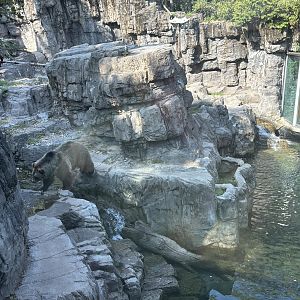 Brown Bear Exhibit