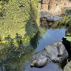 Harbour Seal Exhibit