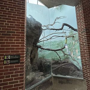 Collared Brown Lemur Exhibit