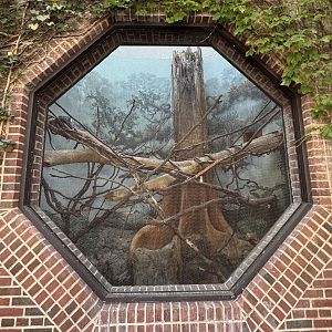 White-faced Saki Exhibit