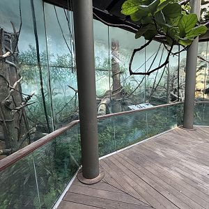 Black and White Ruffed Lemur Exhibit