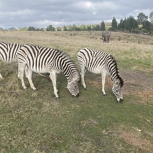 Zebras image 4