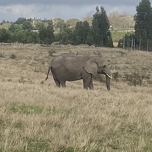 African elephant image 3