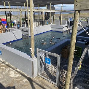 Pool for birds that were injured or evolved in oil spills