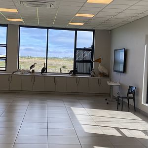 Education room taxidermy