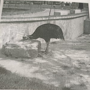 Southern cassowary exhibit
