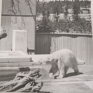 Polar bear exhibit