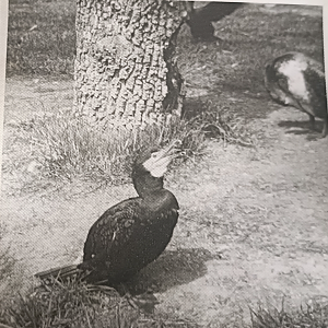 Great cormorant