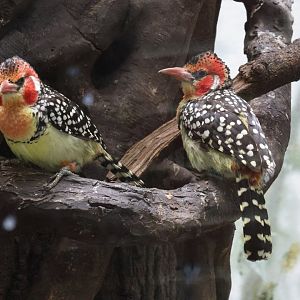 Red-and-yellow barbet  (Trachyphonus erythrocephalus)