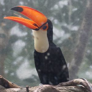 Toco toucan (Ramphastos toco)
