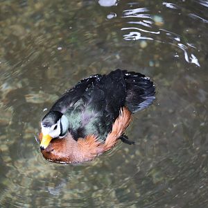 African pygmy goose (Nettapus auritus)