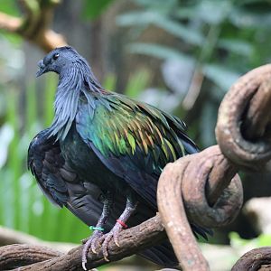 Nicobar pigeon (Caloenas nicobarica)