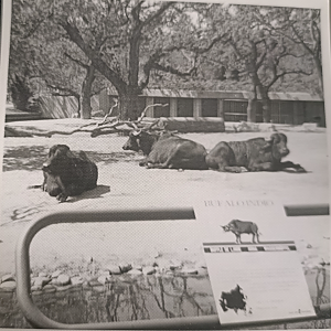 Water buffalo exhibit