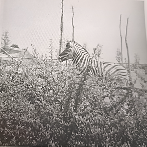 Zebra