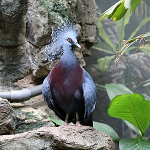 Victoria crowned pigeon (Goura victoria)
