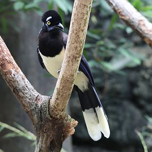 Plush-crested jay (Cyanocorax chrysops)