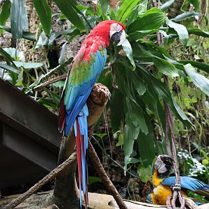 Red-and-green macaw (Ara chloropterus) & Blue-and-yellow macaw (Ara ararauna)