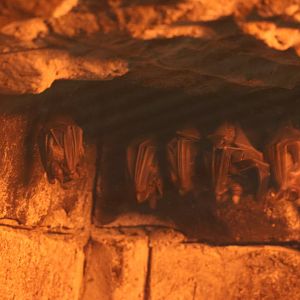 Seba's short-tailed bat (Carollia perspicillata)