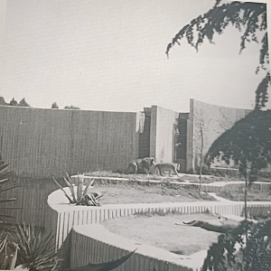 African lion exhibit