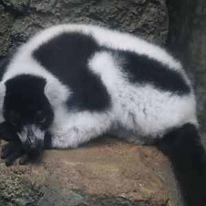 Black-and-white ruffed lemur (Varecia variegata variegata)