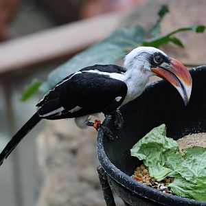 Von der Decken's hornbill (Tockus deckeni)