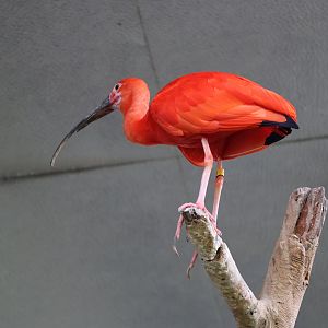 Scarlet ibis (Eudocimus ruber)