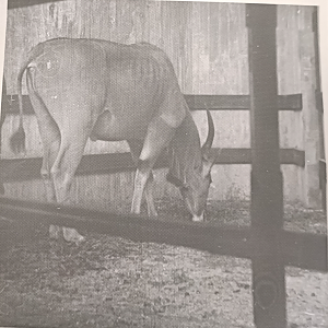 Common eland indoor exhibit
