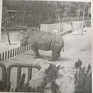 White rhino exhibit