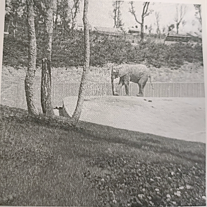 African elephant exhibit