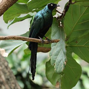 Long-tailed glossy starling (Lamprotornis caudatus)