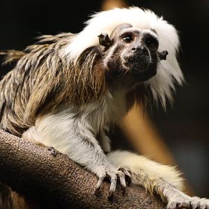 Cotton-top tamarin (Saguinus oedipus)