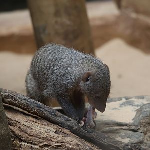 Banded mongoose (Mungos mungo)