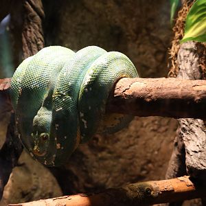 Emerald tree boa (Corallus caninus)