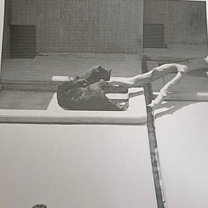 Asian black bear exhibit