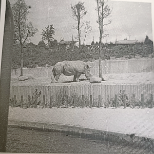 White rhino exhibit
