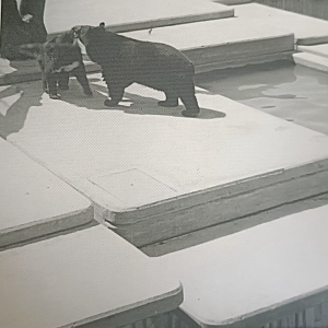 Asian black bear exhibit