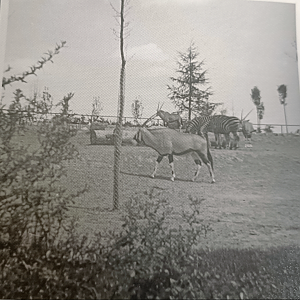 Gemsbok and zebra exhibit