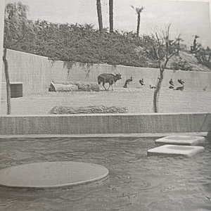 Nyala and Grey crowned crane exhibit