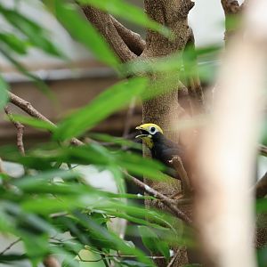 Golden-crested myna (Ampeliceps coronatus)