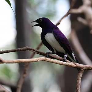 Violet-backed starling (Cinnyricinclus leucogaster)
