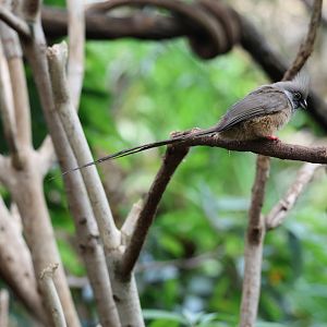 Speckled mousebird (Colius striatus)