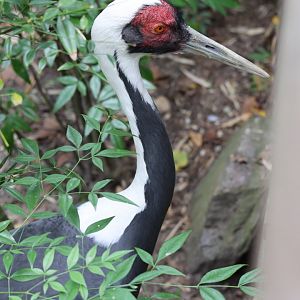 White-naped crane (Antigone vipio)