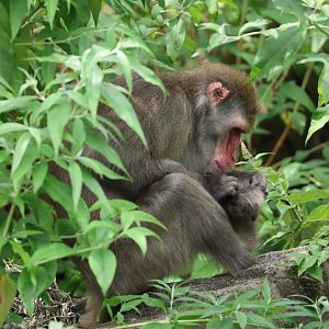 Japanese macaque (Macaca fuscata)