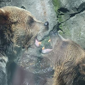 Grizzly bear (Ursus arctos horribilis)