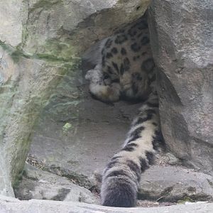 Snow leopard (Panthera uncia)