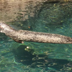 Harbor seal (Phoca vitulina)