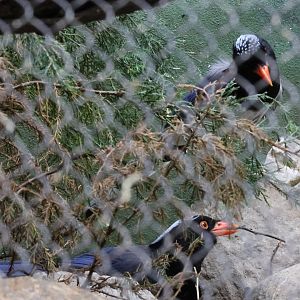 Red-billed blue magpie (Urocissa erythroryncha)