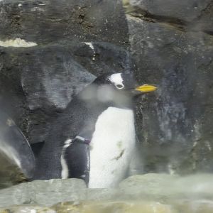 Gentoo penguin (Pygoscelis papua)