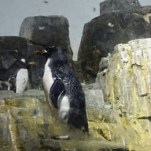 Macaroni penguin (Eudyptes chrysolophus)