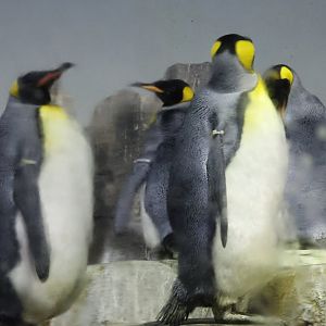 King penguin (Aptenodytes patagonicus)